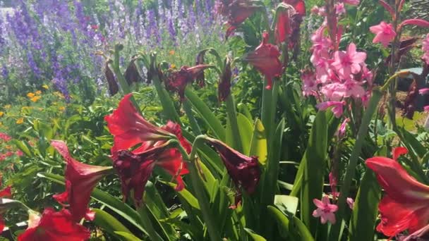 Lindas flores em um jardim, tiro em 4k
 - Filmagem, Vídeo
