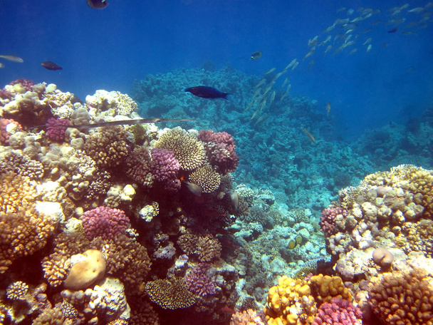 arrecife de coral y peces - Foto, Imagen