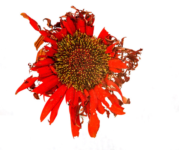 dahlia rouge fleur flétrie
 - Photo, image