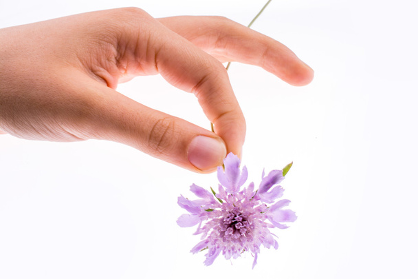 Hand holdingA Purple Flower - Foto, immagini