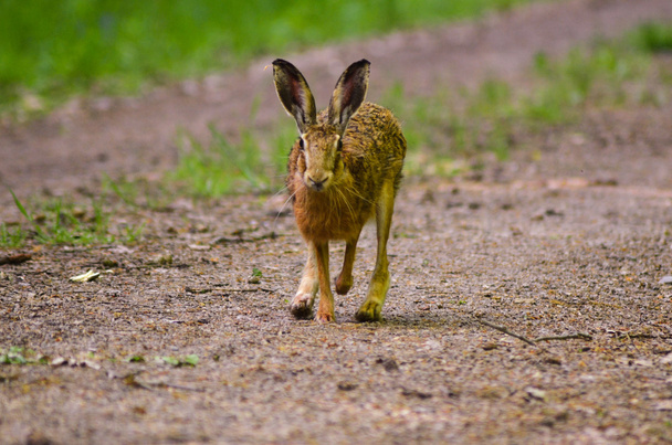 草の中に座って大きな耳を持つ野生の茶色のウサギ - 写真・画像