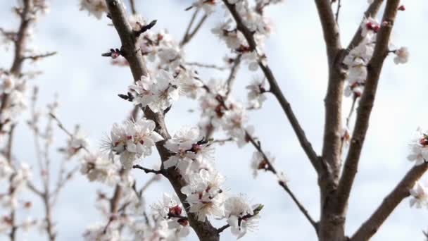 die Aprikosenblüte im Frühling an einem sonnigen Tag. windig. - Filmmaterial, Video