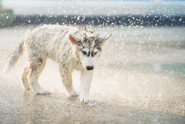 Siberian husky szczeniaka trzęsie wodę od jego płaszcz. - Zdjęcie, obraz