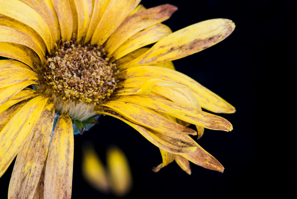 Zwiędły kwiat Dalia żółty z płatkami - Zdjęcie, obraz