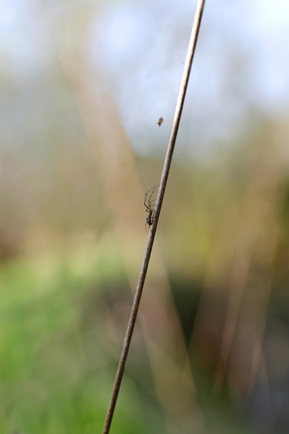 Μικρή μαύρη αράχνη αναρρίχηση Wildgrass να τρώνε Bug από το Web - Φωτογραφία, εικόνα