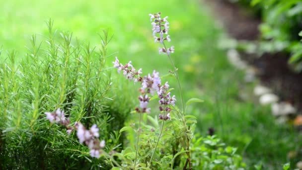 Δεντρολίβανο και φασκόμηλο φυτά υπό βροχή και το χαλάζι - Πλάνα, βίντεο