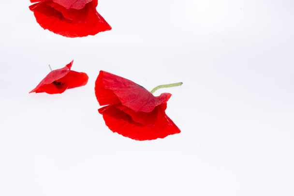 A Red Poppy - Фото, зображення