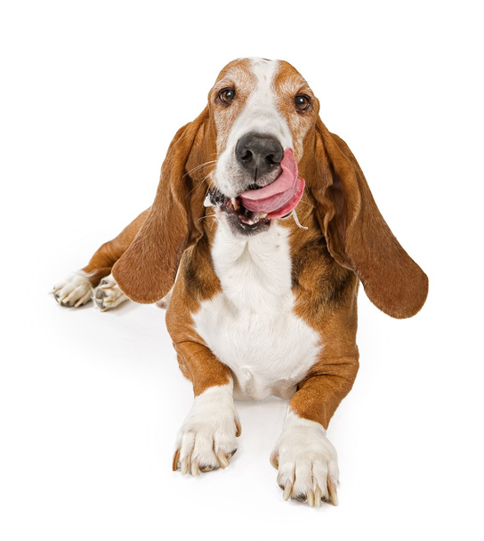 バセットハウンド犬の舌とストック フォトのよだれを垂らす - 写真・画像