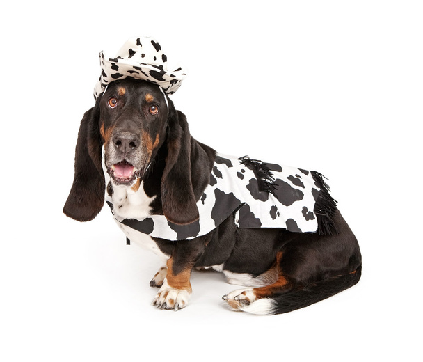 Basset Hound Dog indossa un abito da cowboy in bianco e nero
 - Foto, immagini