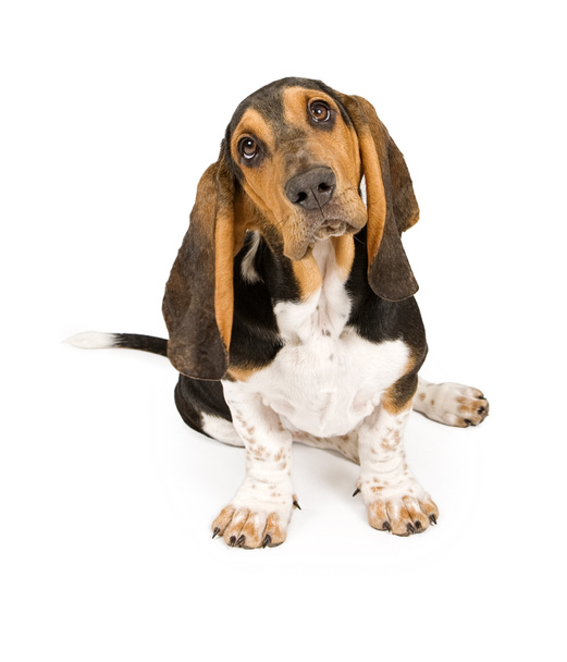 cachorro basset hound
 - Foto, Imagem