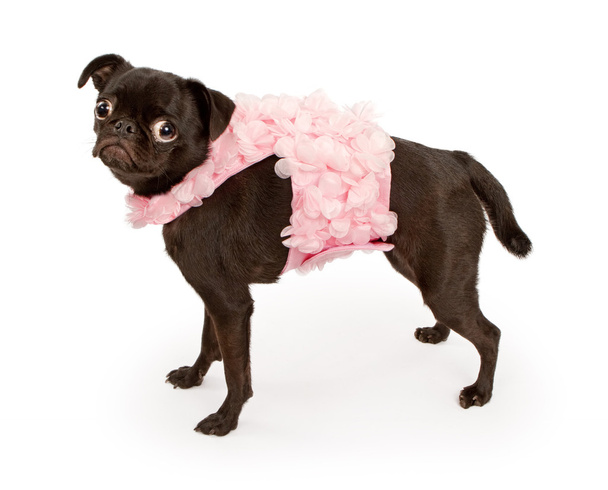 Negro Pug perro usando rosa traje
 - Foto, imagen