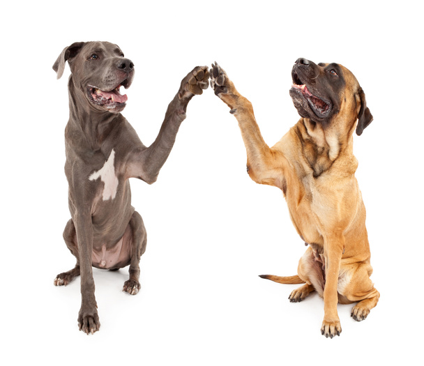 Grande dinamarquês e mastim cães tremendo mãos
 - Foto, Imagem