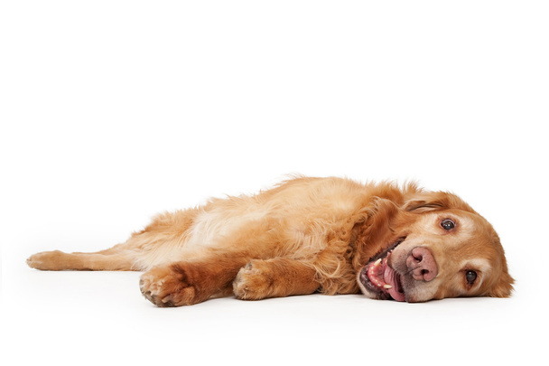 Golden retriever cão deitado
 - Foto, Imagem