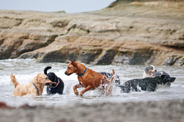 A group of dogs playing in the ocean - Photo, Image