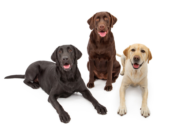 Labrador Retriever Hunde verschiedener Farbe - Foto, Bild