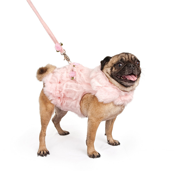 Pug vestindo uma roupa de pele rosa
 - Foto, Imagem