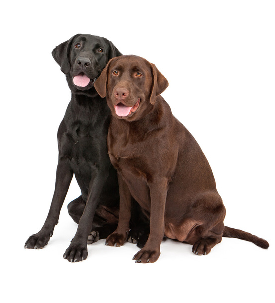 Dos perros Labrador Retriever sentados juntos
 - Foto, Imagen