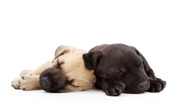 Двоє сплячих цуценят, що лежать разом
 - Фото, зображення