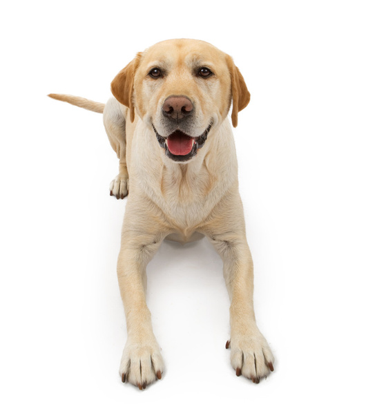 幸せそうな顔を持つラブラドル ・ レトリーバー犬 - 写真・画像