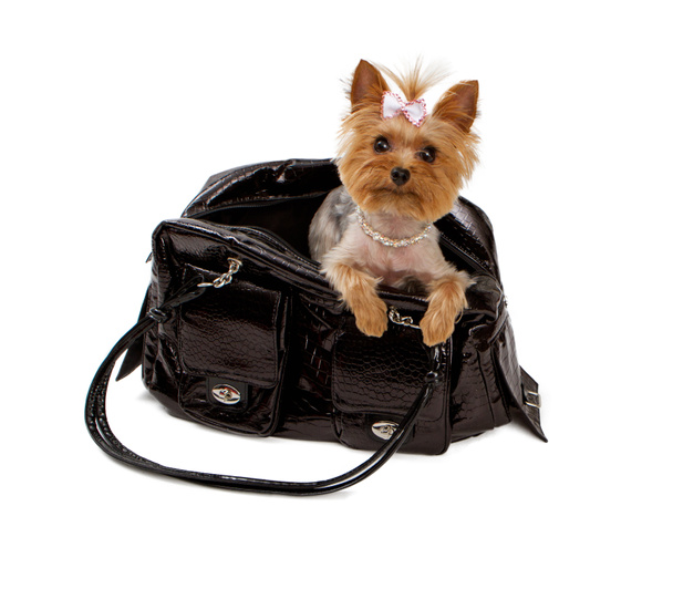 Yorkshore Terrier em um saco de viagem preto
 - Foto, Imagem