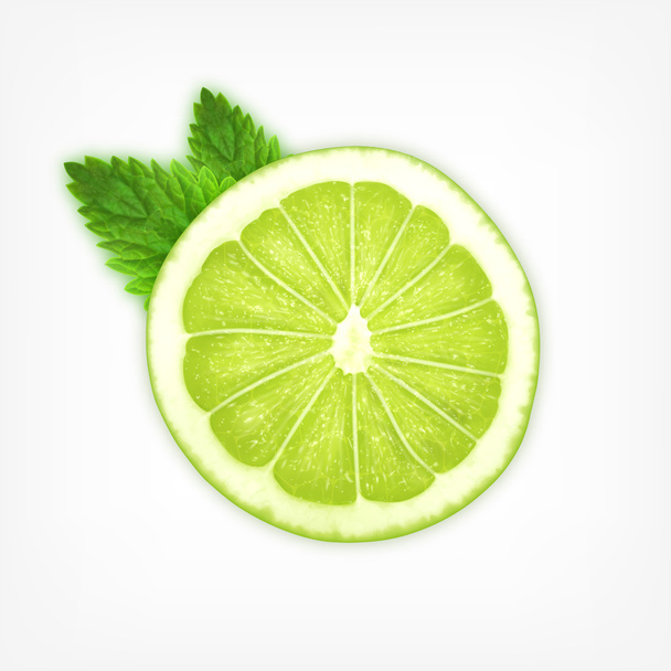 Lime slice with mint - Vector, Image
