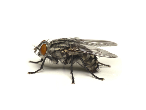 Fliege isoliert auf weiß - Foto, Bild