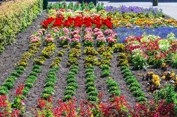 lit de fleurs colorées colorées
    - Photo, image