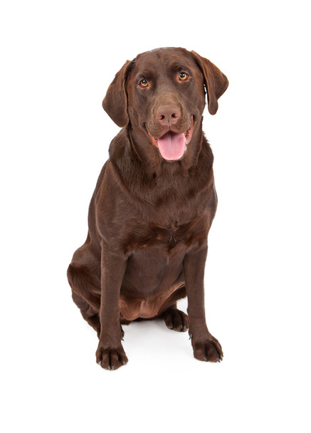 chocolate labrador retriever cão
 - Foto, Imagem