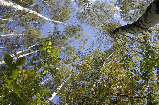 Birches. - Fotoğraf, Görsel
