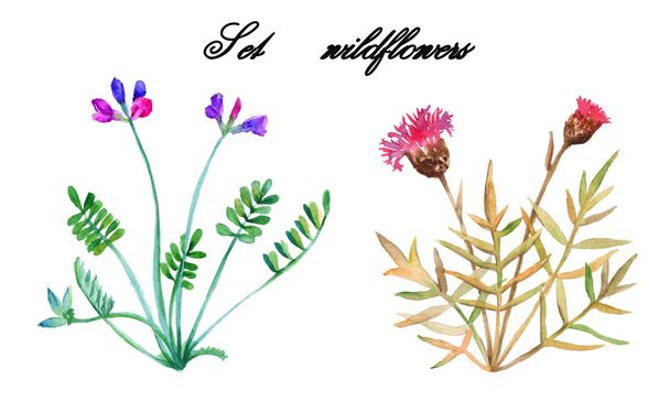 Set wildflowers. isolated. watercolor. - Photo, Image