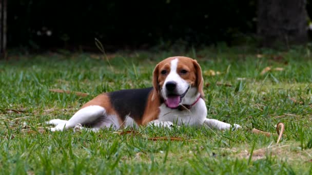Beagle σκυλί κάθεται στο γρασίδι. - Πλάνα, βίντεο