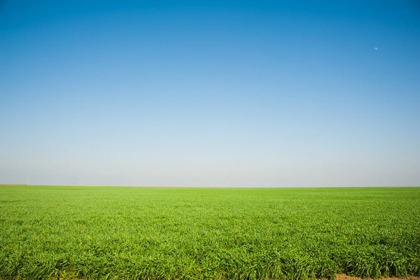 Oblast ozimé pšenice sazenice - Fotografie, Obrázek