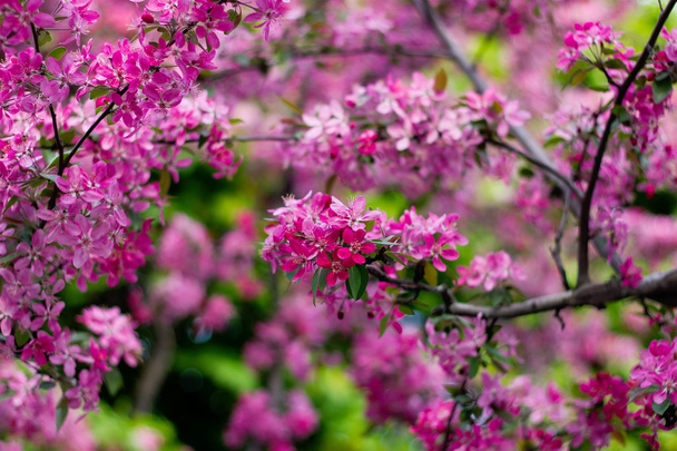 Kirschbäume in voller Blüte - Foto, Bild