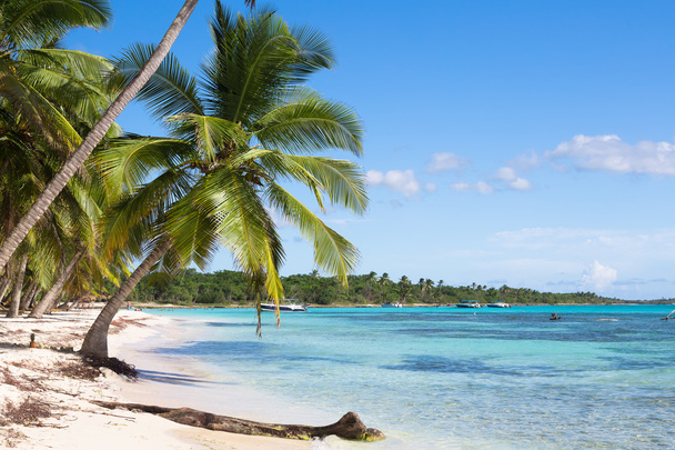 Palmy kokosowe na białej, piaszczystej plaży na wyspie Saona, Dominikana - Zdjęcie, obraz