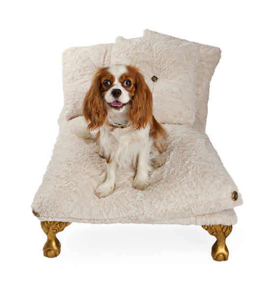 Cavalier king charles spaniel hond op luxe bed - Foto, afbeelding