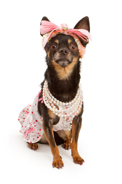 Собака чауахуа одета в розовое с красивым бантом
 - Фото, изображение