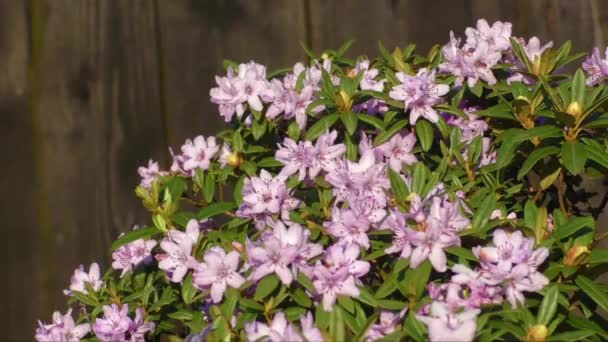 Beautiful pink rhododendron flowers and ant - Footage, Video