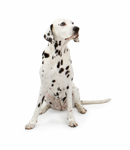 Dalmatian Dog Sitting Pretty - Photo, Image