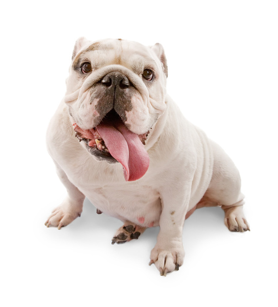 bulldog inglés sobre fondo blanco
 - Foto, Imagen