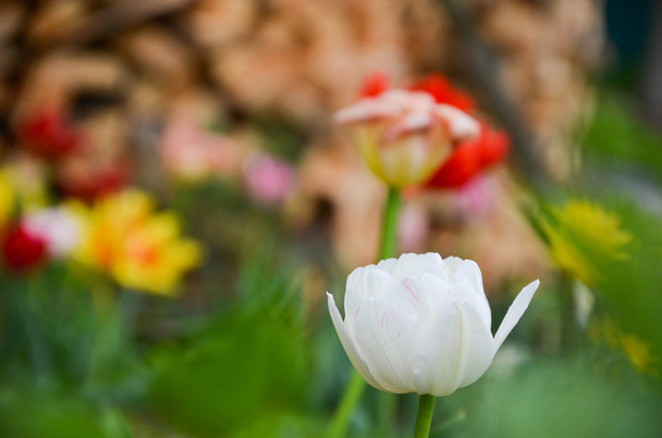 Closup of tulip or tulips, colorful tulips - Valokuva, kuva