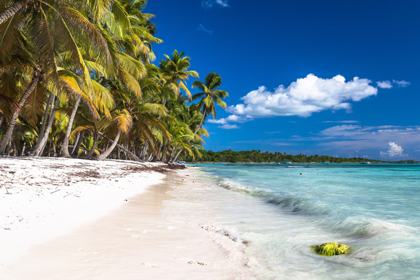 Piękna karaibska plaża na wyspie Saona, Dominikana - Zdjęcie, obraz