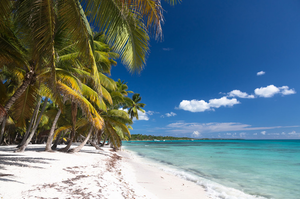 Piękna karaibska plaża na wyspie Saona, Dominikana - Zdjęcie, obraz