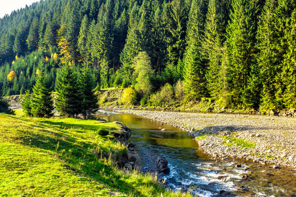 Mountain river among conifer forest - Foto, afbeelding