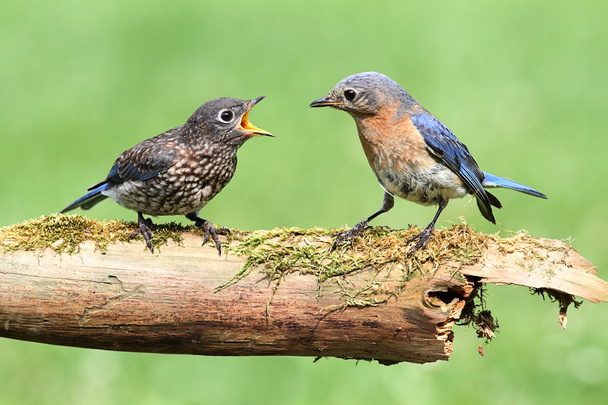 femmina orientale bluebird con bambino
 - Foto, immagini