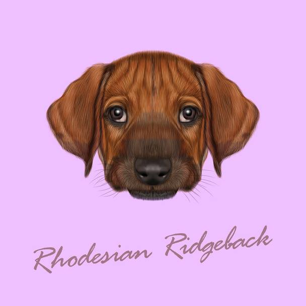 Vektor illusztrált portré Rhodesian Ridgeback dog.  - Vektor, kép