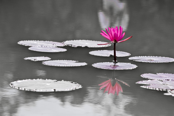 Fleur de lotus et insectes
 - Photo, image