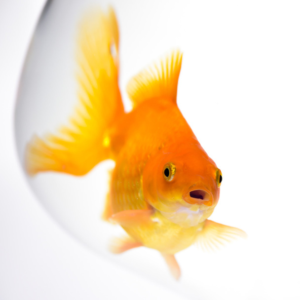 Aranyhal akvárium - Fotó, kép