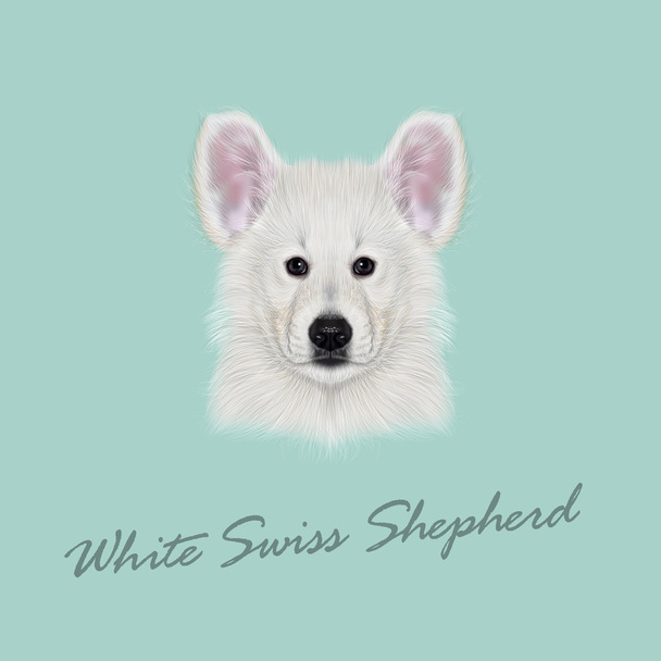 Vector Illustrated Portrait of White Swiss Shepherd dog. - Vector, Image