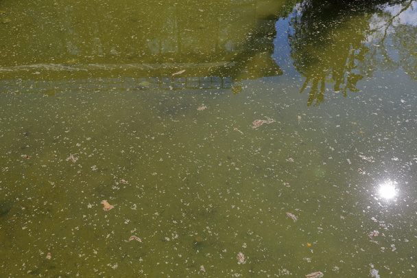La superficie del agua fangosa
 - Foto, imagen