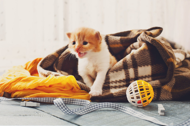 Красный оранжевый новорожденный котёнок в клетчатом одеяле
 - Фото, изображение